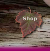 Fairy Shop